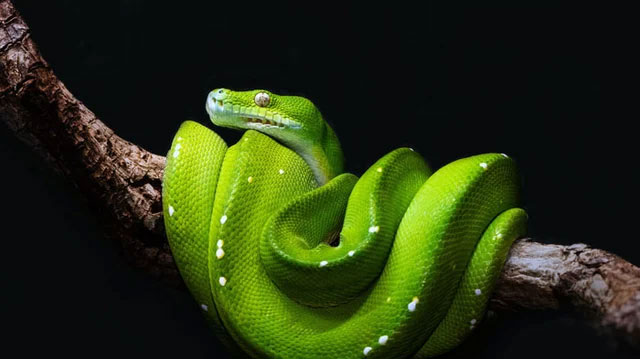 Rắn không có mí mắt và tai ngoài