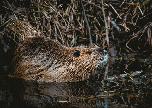 Các tuyến hậu môn của hải ly tiết ra một chất có tên gọi là Castoreum từng được sử dụng như hương liệu thực phẩm thay thế hương vị cho vani