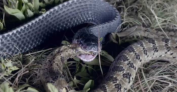 Rắn ăn thịt rắn