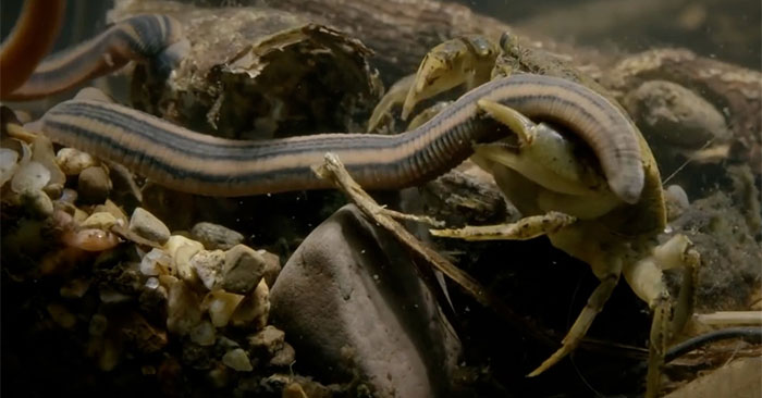 Đỉa hổ tấn công cua