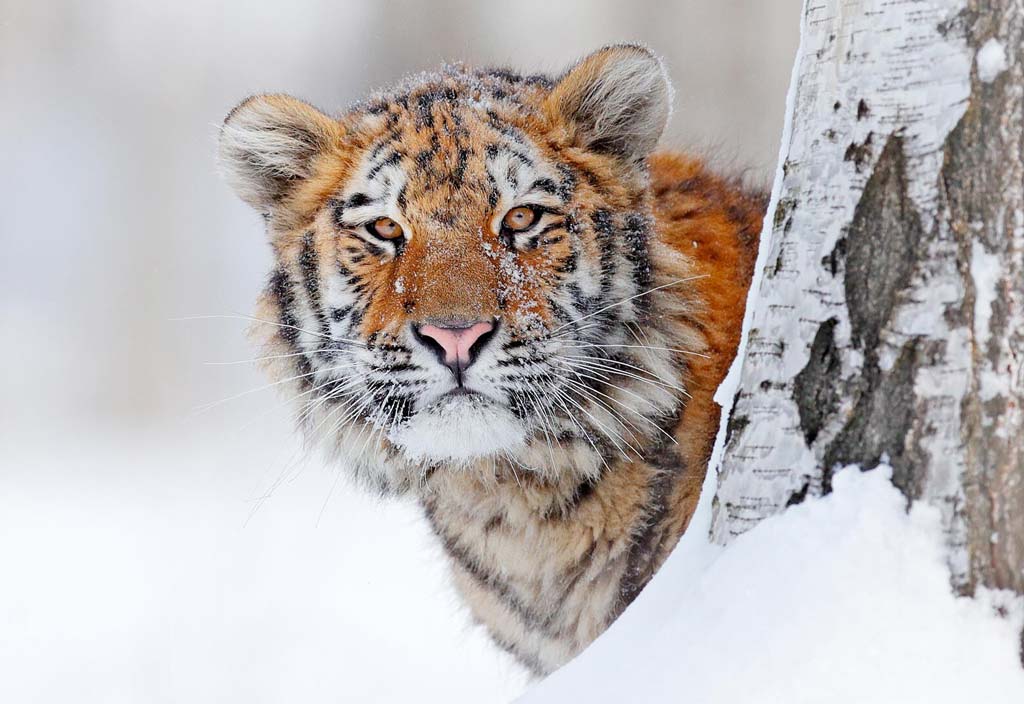 Siberian Tiger