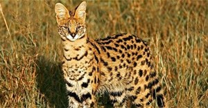 Loài mèo chạy nhanh chỉ sau báo cheetah