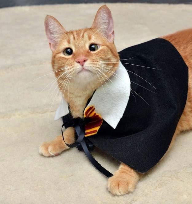 Mèo rất thông minh 