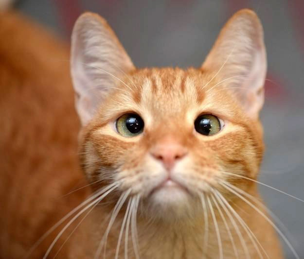 Mèo có thể tìm được chính xác đường về nhà