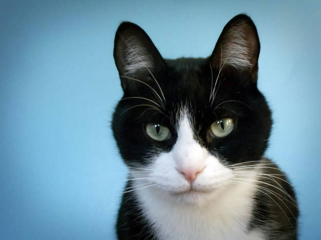 Thính giác của mèo nhạy gấp đôi và thị giác tốt gấp 6 lần con người