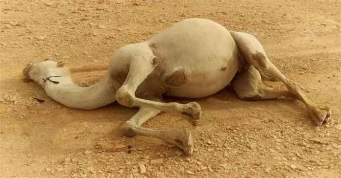 Vì sao xác lạc đà trong sa mạc bị coi là ‘vũ khí sinh hóa’ nguy hiểm, không ai dám động vào?