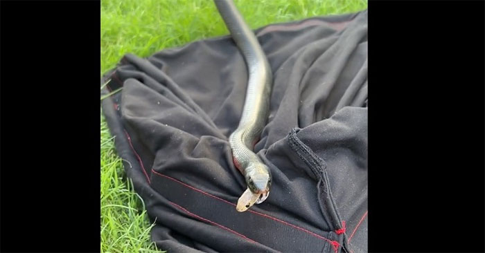 Rắn nuốt chửng rắn