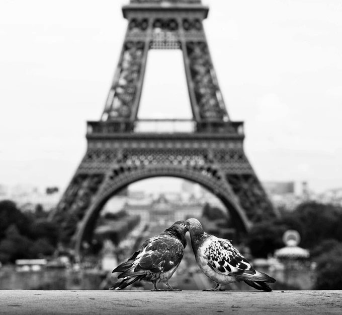 Khung cảnh nên thơ tại Paris, nơi được mệnh danh là "thành phố tình yêu". Nhìn cặp đôi chim câu đang âu yếm mà phát “ghét”.