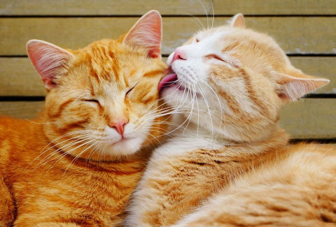 Khoảnh khắc không thể ngọt ngào hơn của cặp đôi mèo.
