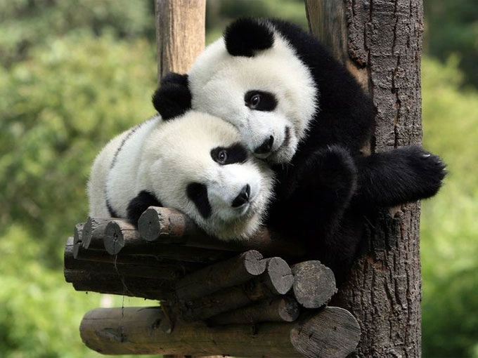 Cặp gấu trúc đáng yêu.