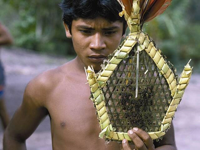 Nghi lễ tàn khốc của các chiến binh Sateré-Mawé