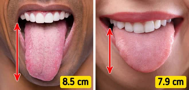 Lưỡi của đàn ông dài hơn phụ nữ