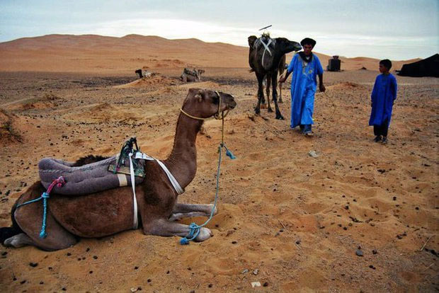 Một người đàn ông, cậu bé và hai con lạc đà bắt đầu ngày mới trên cồn cát tại Erg Chebbi Dunes, Morocco, năm 2003.