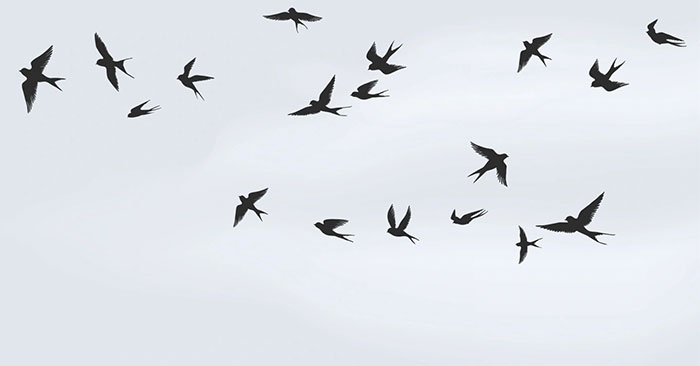 Máy bay không người lái làm từ xác chim chết