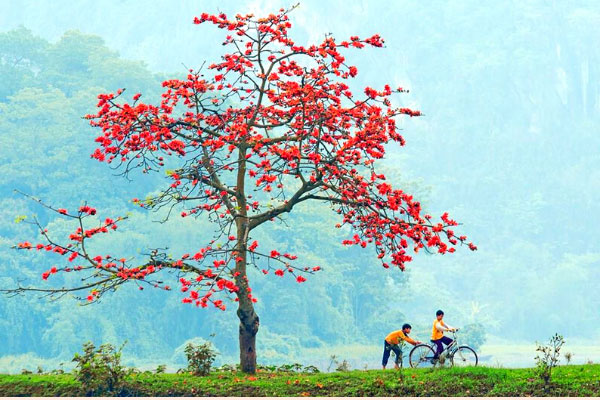 Cây hoa gạo