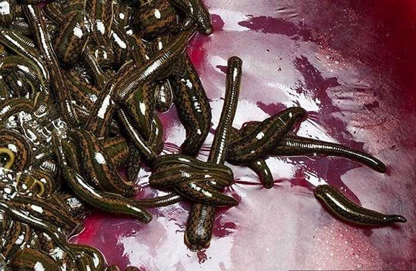 Đỉa có thể tự sinh sản mà không cần bạn đời