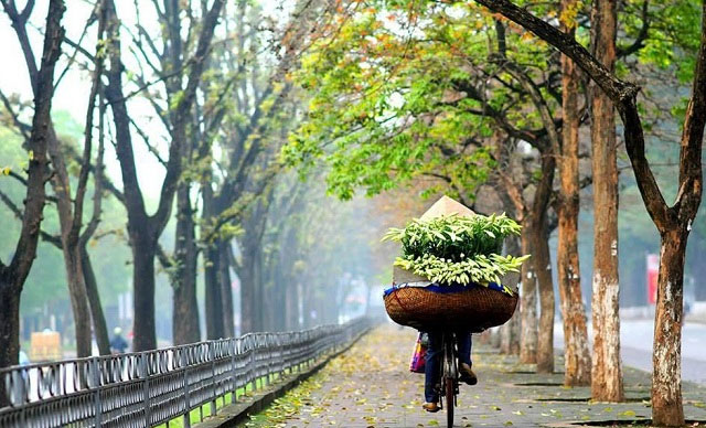 Chào tháng 4 hoa loa kèn trắng