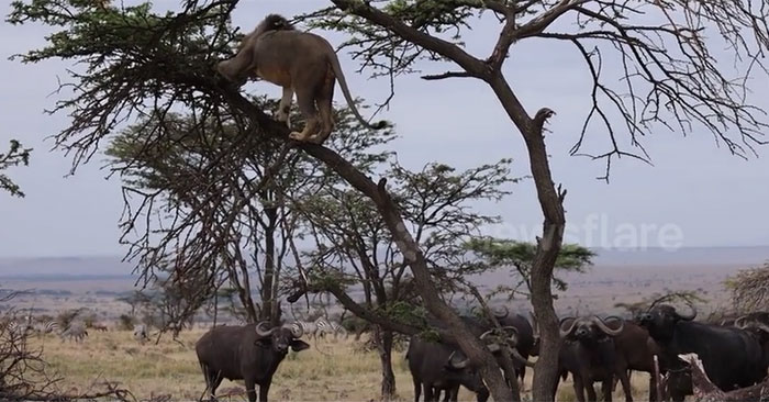 Sư tử trèo lên cây trốn trâu rừng