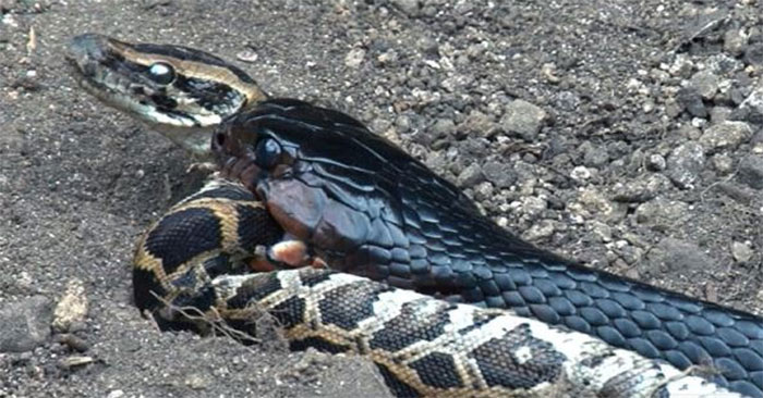 Rắn chàm phương Đông tấn công trăn