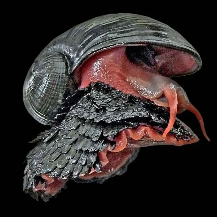 Ốc sên chân vảy