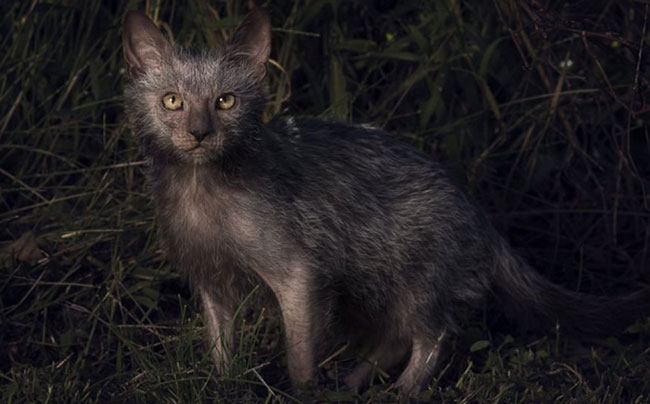 Mèo ma sói (Lykoi)