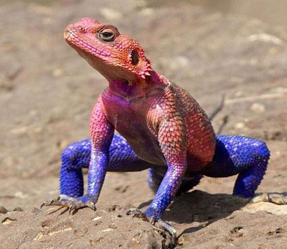 This lizard has the scientific name Agama mwanzae, a reptile of the family Agamidae. They are chosen as expensive pets in the US and many countries around the world.