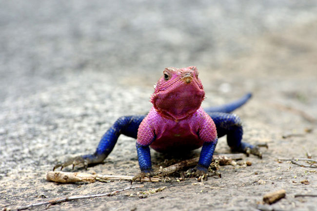 The Agama lizard is endemic to Tanzania, Rwanda and Kenya. They have a length of 35cm - 38cm, females are usually smaller than males. This animal usually lives in herds with the number of about 10 animals. Female Agama lizards usually lay 6-8 eggs per litter.