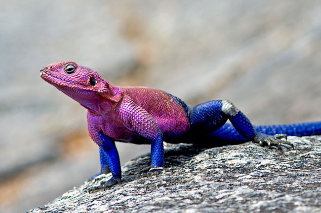 In captivity, the life span of the Agama lizard is about 15 years, while in the wild they will live longer.