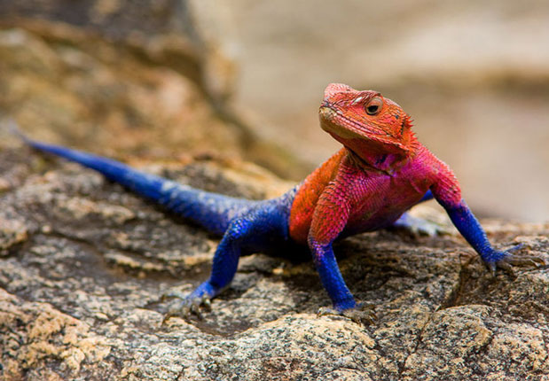Agama lizards eat a variety of insects, cockroaches and crickets.