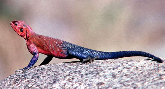 Agama lizards are quite shy, peaceful species. They often hide under large rocks, where they can both hide and can be used to scrub and exfoliate dead skin cells.