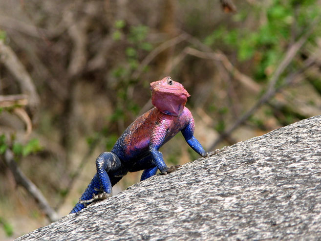  When it is sunny, they often lie on the rocks. During the hottest part of the day and during territorial encounters with predators, the color of a male Agama's face and body becomes even more vibrant.