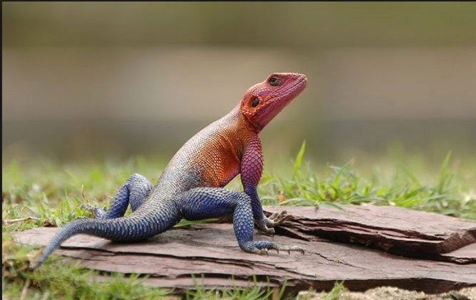 Currently, the number of Agama species in the natural environment is seriously decreasing due to their increasingly narrow habitat. In addition, they are also hunted by humans to capture as pets.