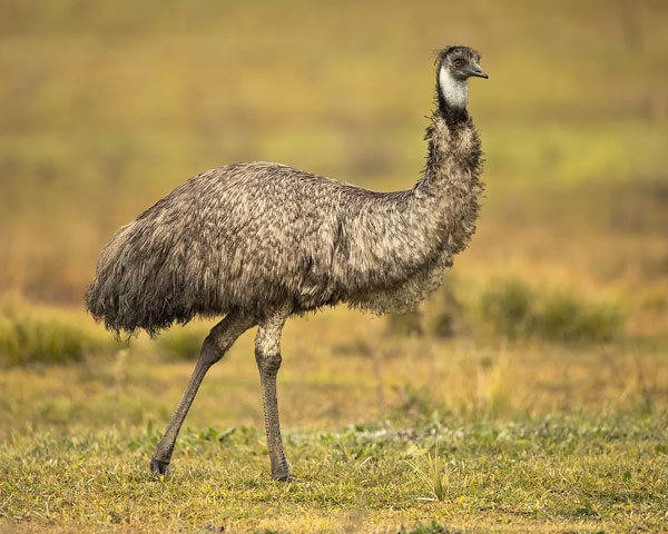 Australian ostrich