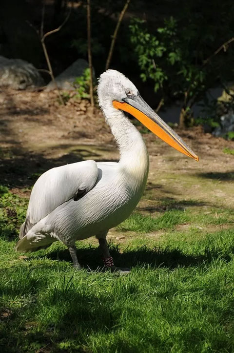 Dalmatian pelican