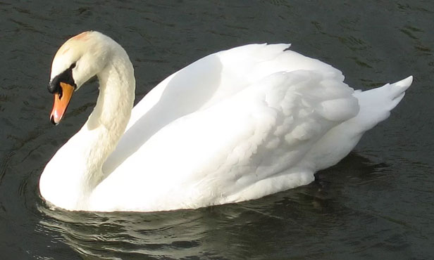 White Swan