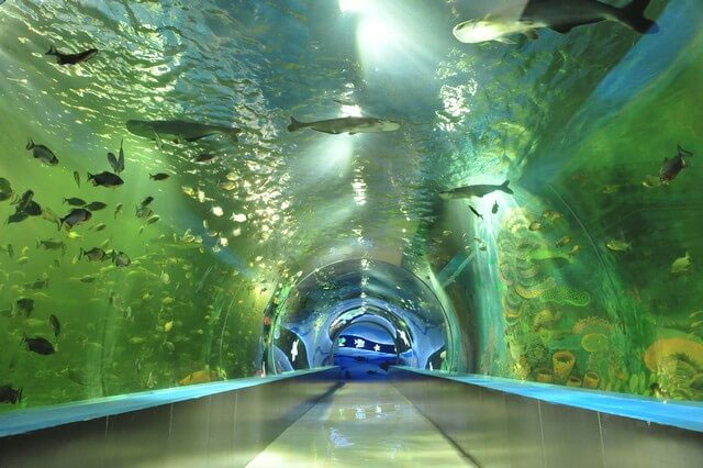 Thủy cung Thiên Đường Bảo Sơn