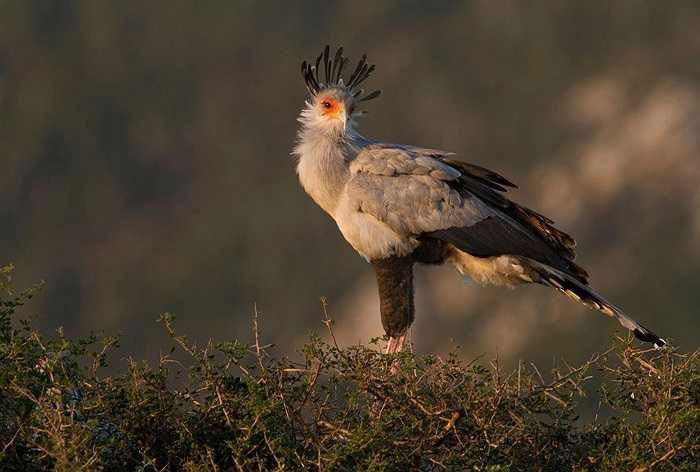 Là loài chim săn mồi cao nhất thế giới, diều hâu ăn rắn trưởng thành cao khoảng 1,3m, dài 1,5m và sải cánh rộng tới 2,3m, cân nặng tới 5kg.