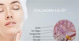 Collagen là gì? Collagen có tác dụng gì đối với làn da và sức khỏe?