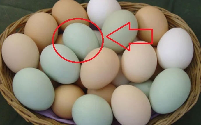 Nên chọn trứng vịt có vỏ màu xanh hay màu trắng