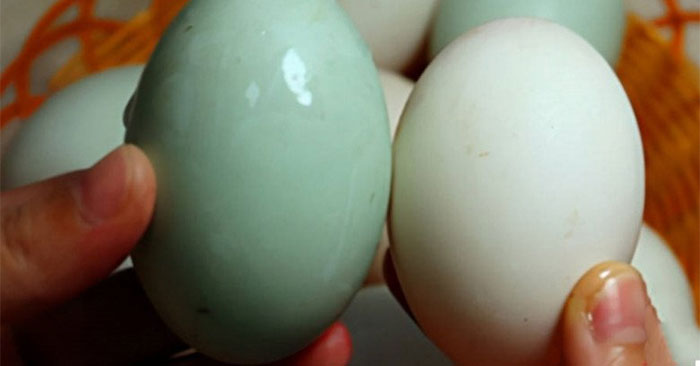 Trứng vịt có vỏ màu xanh và màu trắng