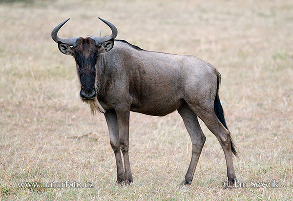 Wildebeest