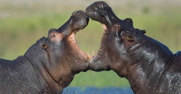 Hà mã giao chiến 