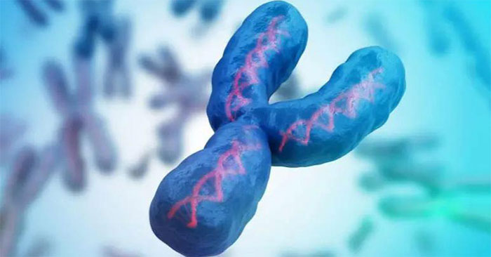 Hình ảnh mô phỏng nhiễm sắc thể Y. Ảnh: SCITECH DAILY.