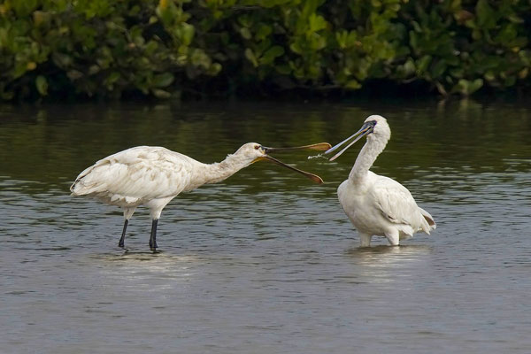 Đạt giải nhất là tác phẩm của tác giả Lê Đức Hiền. Tác giả đã rất may mắn khi chụp được 2 loài khác nhau trong một khung hình gồm cò thìa châu Âu (trái) và cò thìa mặt đen tại Vườn quốc gia Xuân Thủy (Nam Định). Loài cò thìa châu Âu sinh sản ở vùng Palearctic, và có thể di cư hoặc đi lạc vào vùng Đông Nam Á khi mùa đông đến. Còn loài cò thìa mặt đen sinh sản ở Đông Á và di cư trú đông ở Đông Nam Á.