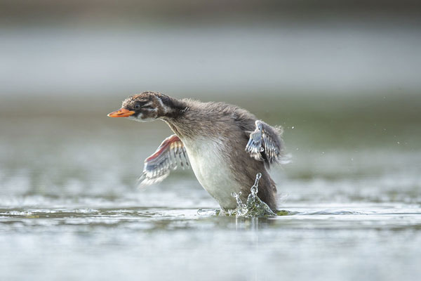 Tác phẩm “Vào đời” của tác giả Nguyễn Văn Thảnh đoạt giải nhì chụp một con le hôi còn non tại vùng ven biển thị trấn Cần Thạnh, huyện Cần Giờ, TP HCM. Le hôi (Little Grebe,Tachybaptus ruficollis), là loài thuộc họ chim lặn (Podicipedidae). Loài chim này có hình dáng giống vịt nhưng kích thước nhỏ hơn, hay xuất hiện ở các ao hồ nước ngọt.