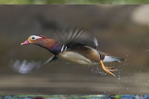 Tác phẩm “Bay về nơi xa” của tác giả Đặng Ngọc Sâm Thương, đoạt giải ba. Trong ảnh là loài Uyên ương (Mandarin Duck, Aix galericulata) tại hồ Ba Bể, Bắc Cạn. Loài Vịt uyên ương này sinh sống ở vùng Bắc bán cầu lạnh giá. Từ tháng 10 đến tháng 4 hàng năm, chúng sẽ thực hiện một quá trình bay về phương Nam để trú đông. Loài này hiếm khi di cư về Việt Nam, cho đến nay chỉ ghi nhận được chúng di cư về hồ Ba Bể vào mùa đông với số lượng không nhiều.