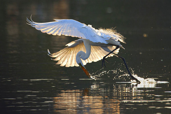 Tác phẩm “Vũ điệu cò” chụp loài Cò ngàng lớn (Great Egret, Ardea alba) được trưng bày tại triển lãm của Lê Minh Quốc.