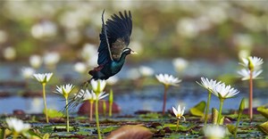Vẻ đẹp các loài chim nước ở Việt Nam