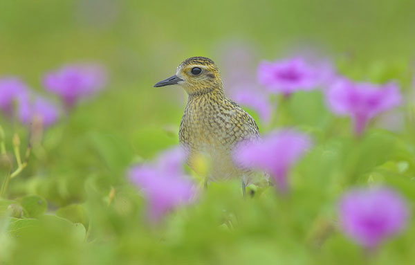 Tác phẩm ‘Bên hoa muống biển’ chụp loài Choi choi vàng (Pacific Golden Plover, Pluvialis fulva) tại vùng ven biển Đà Nẵng. Bức ảnh được trưng bày tại triển lãm của tác giả Trương Huỳnh Sơn.
