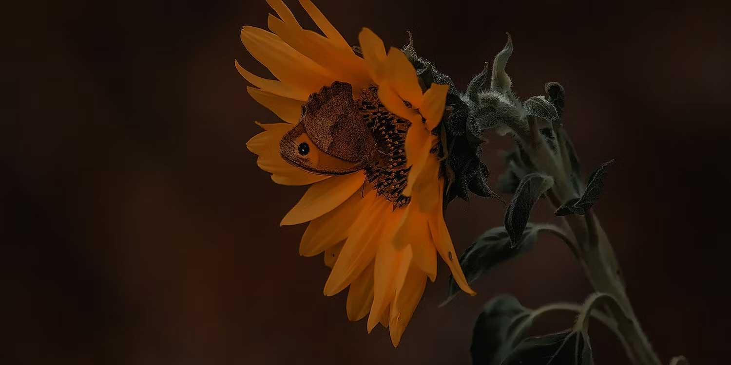 Ảnh sau khi được nâng cao chất lượng